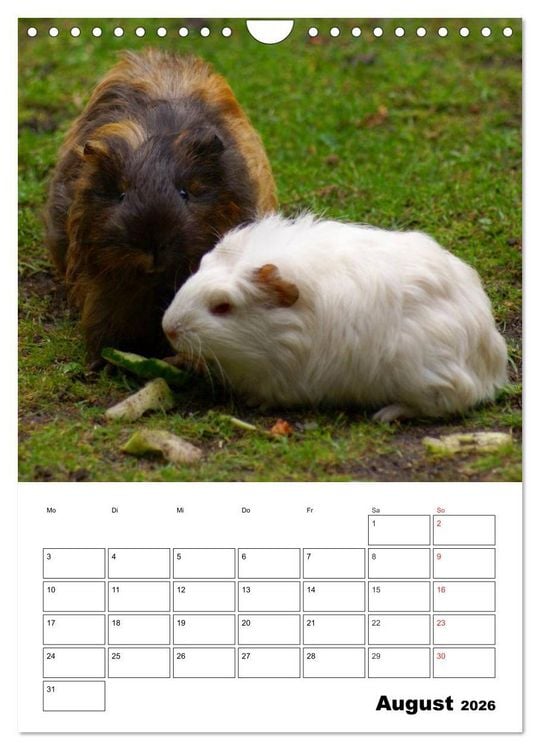Produktbild: Meerschweinchen Terminplaner (Wandkalender 2026 DIN A4 hoch), CALVENDO Monatskalender