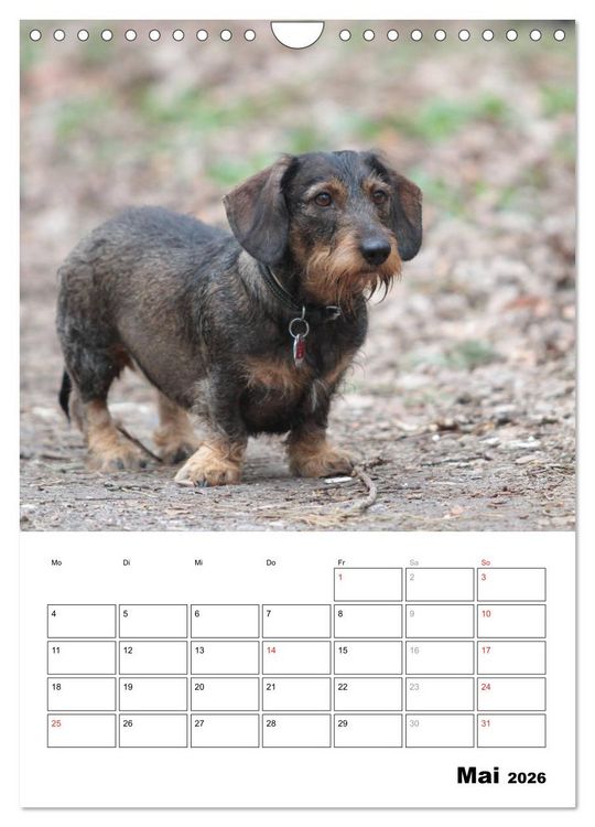 Produktbild: Geliebte Rabauken - Rauhaardackel (Wandkalender 2026 DIN A4 hoch), CALVENDO Monatskalender