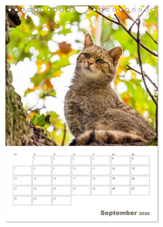 Produktbild: Europ&auml;ische Wildkatzen - Jahresplaner (Wandkalender 2026 DIN A4 hoch), CALVENDO Monatskalender