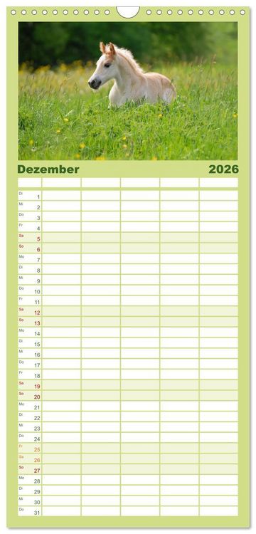 Produktbild: Familienplaner 2026 - Haflinger Fohlen mit 5 Spalten (Wandkalender, 21 x 45 cm) CALVENDO