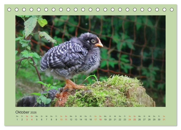 Produktbild: Wer schnattert und gackert denn da? - K&uuml;ken-Edition (Tischkalender 2026 DIN A5 quer), CALVENDO Monatskalender
