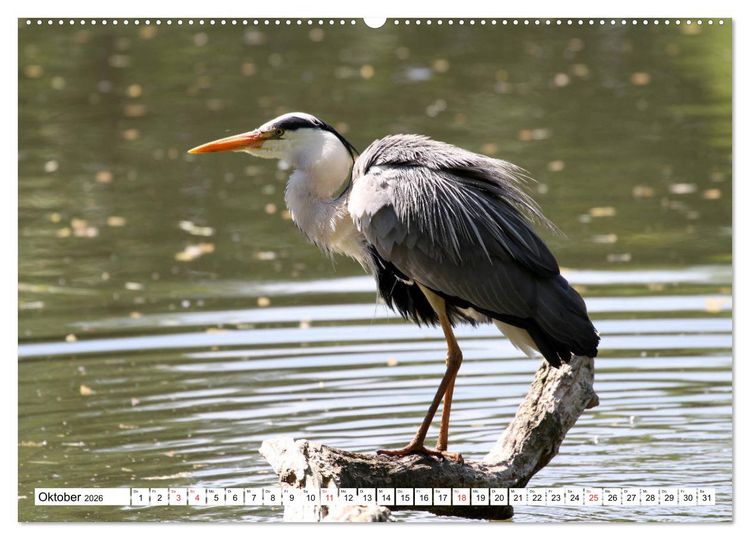 Produktbild: Heimische Tiere (hochwertiger Premium Wandkalender 2026 DIN A2 quer), Kunstdruck in Hochglanz