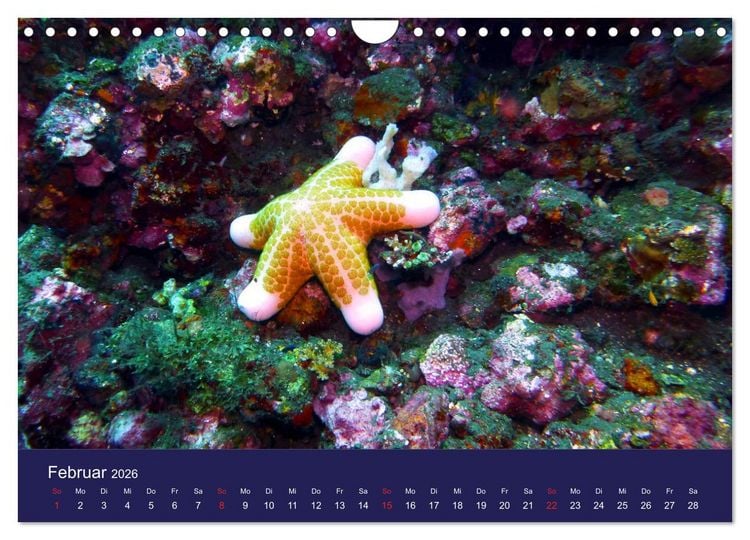 Produktbild: Wunderwelt Korallenriffe (Wandkalender 2026 DIN A4 quer), CALVENDO Monatskalender