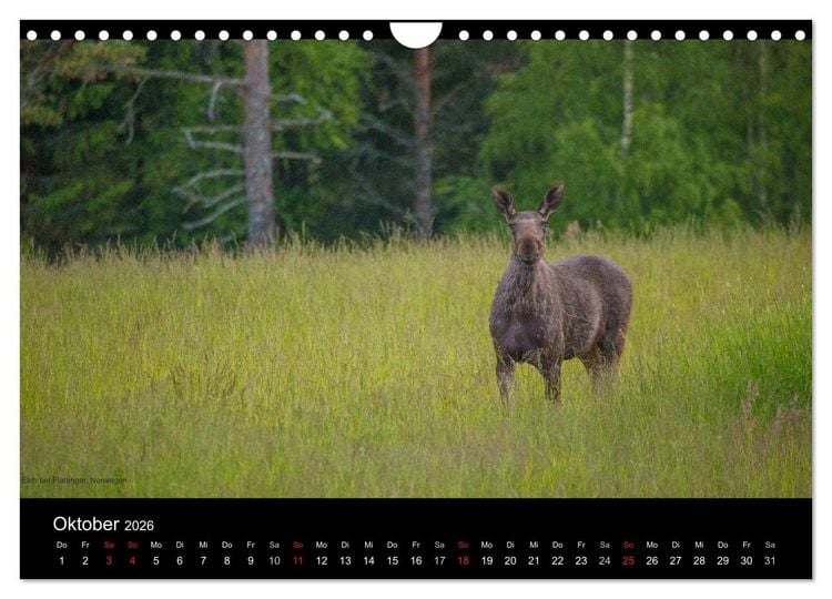 Produktbild: Naturwucht Skandinavien (Wandkalender 2026 DIN A4 quer), CALVENDO Monatskalender