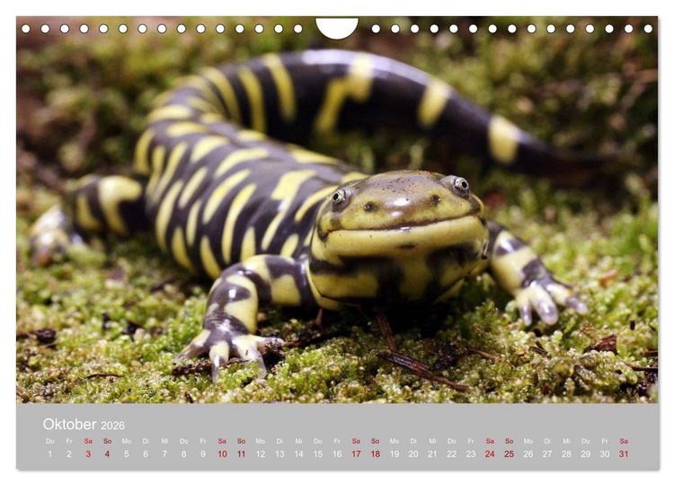 Produktbild: Terrarientiere (Wandkalender 2026 DIN A4 quer), CALVENDO Monatskalender