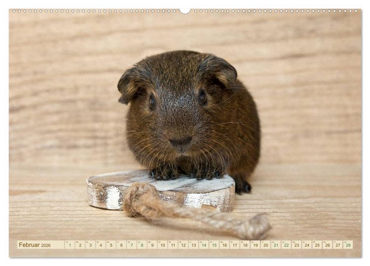 Produktbild: MEERSCHWEINCHEN neugierig - s&uuml;&szlig; - liebenswert (Wandkalender 2026 DIN A2 quer), CALVENDO Monatskalender