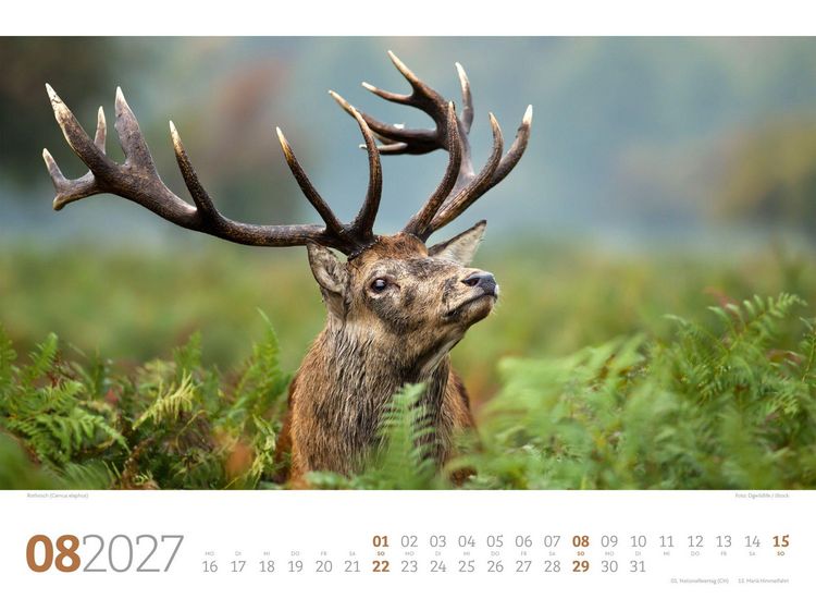 Produktbild: Tierwelt Wald Kalender 2027