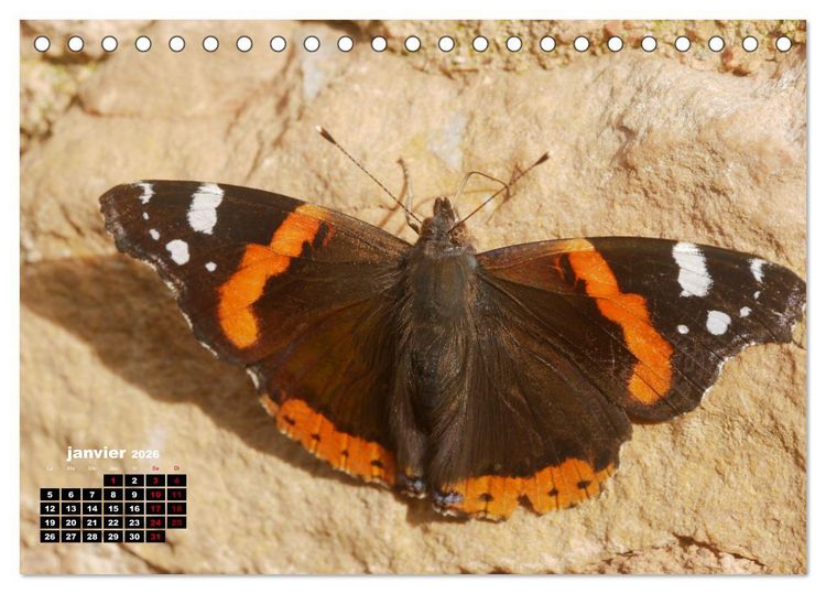 Produktbild: Araign&eacute;es et insectes (Calendrier de bureau 2026 DIN A5 vertical), CALVENDO calendrier mensuel