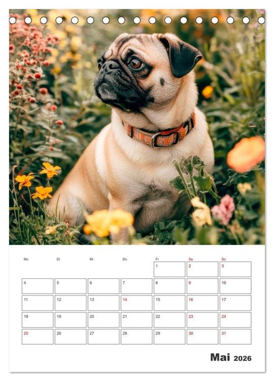 Produktbild: MOPS Pfotengl&uuml;ck in Faltenform (Tischkalender 2026 DIN A5 hoch), CALVENDO Monatskalender