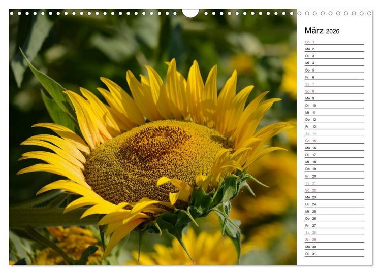 Produktbild: Ein Jahr lang Sonnenblumen (Wandkalender 2026 DIN A3 quer), CALVENDO Monatskalender