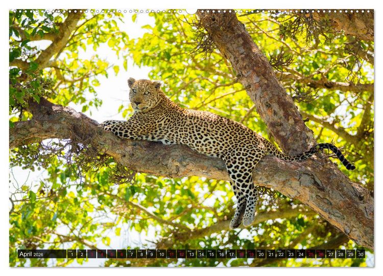 Produktbild: Leopards in the wild (High Quality Premium Wall Calendar 2026 DIN A2 landscape),CALVENDO 12 Month Wall Calendar