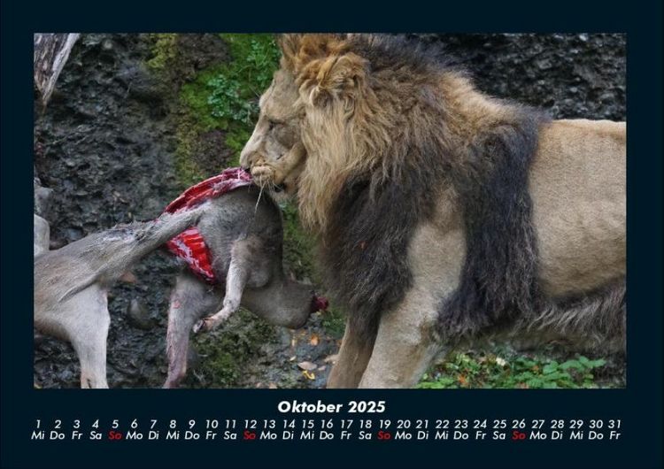 Produktbild: L&ouml;wen in der Wildnis 2025 Fotokalender DIN A4