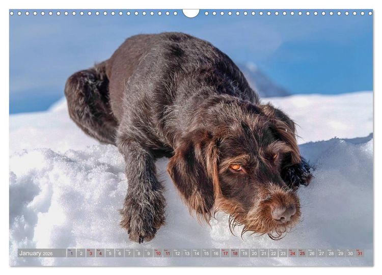 Produktbild: Pointer Power (Wall Calendar 2026 DIN A3 landscape), CALVENDO 12 Month Wall Calendar