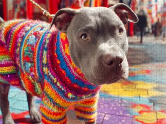 Produktbild: CALVENDO Puzzle Pit Bull im bunten Strick | 1000 Teile Lege-Gr&ouml;&szlig;e 64x48cm Foto-Puzzle f&uuml;r gl&uuml;ckliche Stunden