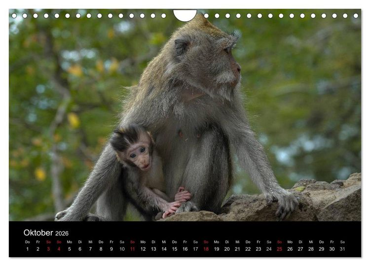 Produktbild: Affentheater (Wandkalender 2026 DIN A4 quer), CALVENDO Monatskalender