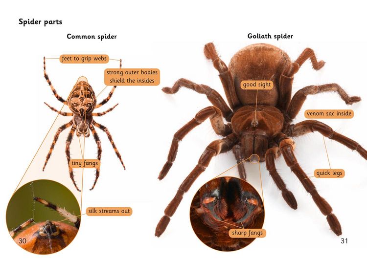 Produktbild: Spider Strike!