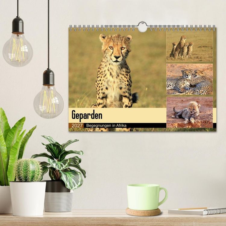 Produktbild: Geparden - Begegnungen in Afrika (Wandkalender 2027 DIN A4 quer), CALVENDO Monatskalender