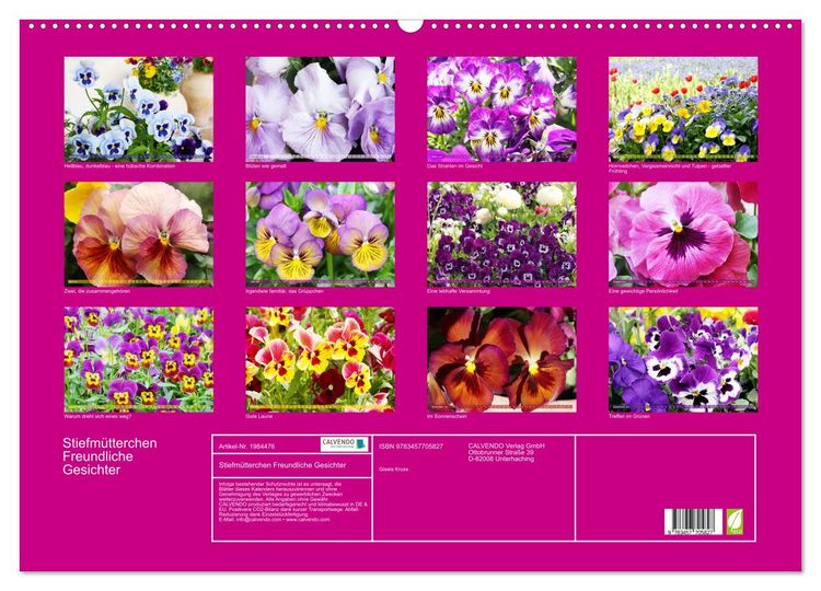 Produktbild: Stiefm&uuml;tterchen Freundliche Gesichter (Wandkalender 2026 DIN A2 quer), CALVENDO Monatskalender
