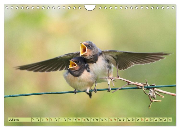 Produktbild: Heimische V&ouml;gel - Im Wald, im Garten und auf der Wiese (Wandkalender 2026 DIN A4 quer), CALVENDO Monatskalender