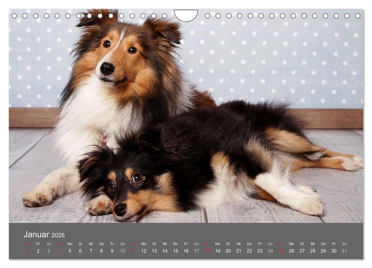 Produktbild: Shelties : Charmeure auf 4 Pfoten (Wandkalender 2026 DIN A4 quer), CALVENDO Monatskalender