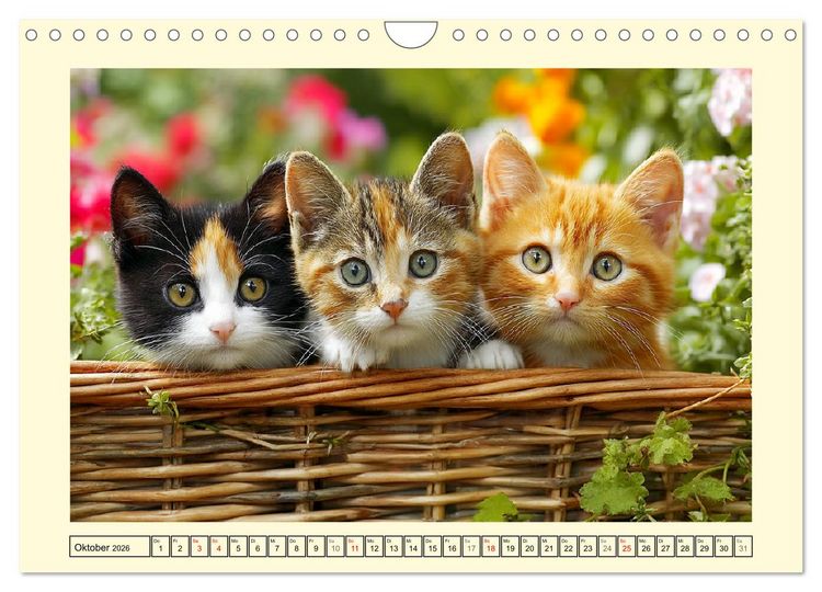Produktbild: Geliebte Katzen. Unsere zauberhaften Hauskatzen im Garten (Wandkalender 2026 DIN A4 quer), CALVENDO Monatskalender