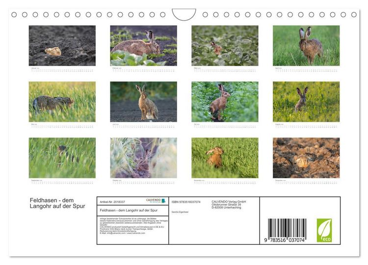 Produktbild: Feldhasen - dem Langohr auf der Spur (Wandkalender 2026 DIN A4 quer), CALVENDO Monatskalender
