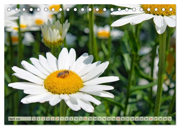 Produktbild: Wenn die Hummeln zum naschen kommen, ist dein Garten perfekt (Tischkalender 2026 DIN A5 quer), CALVENDO Monatskalender