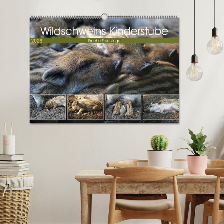 Produktbild: Wildschweins Kinderstube - Freche Frischlinge (Wandkalender 2026 DIN A2 quer), CALVENDO Monatskalender