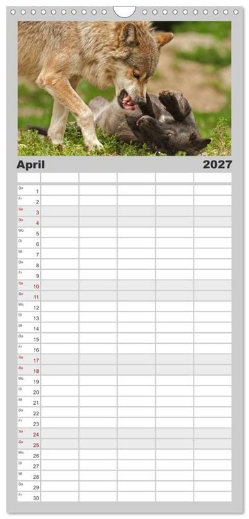 Produktbild: Familienplaner 2027 - W&ouml;lfe. Graue Eminenzen mit 5 Spalten (Wandkalender, 21 x 45 cm) CALVENDO