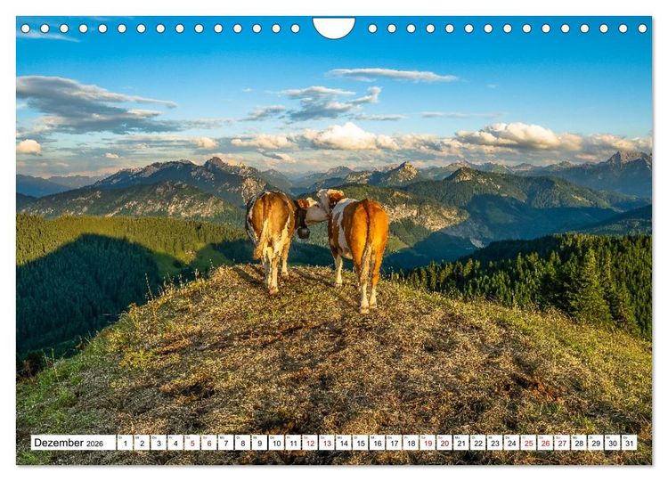 Produktbild: Kuhle Typen (Wandkalender 2026 DIN A4 quer), CALVENDO Monatskalender