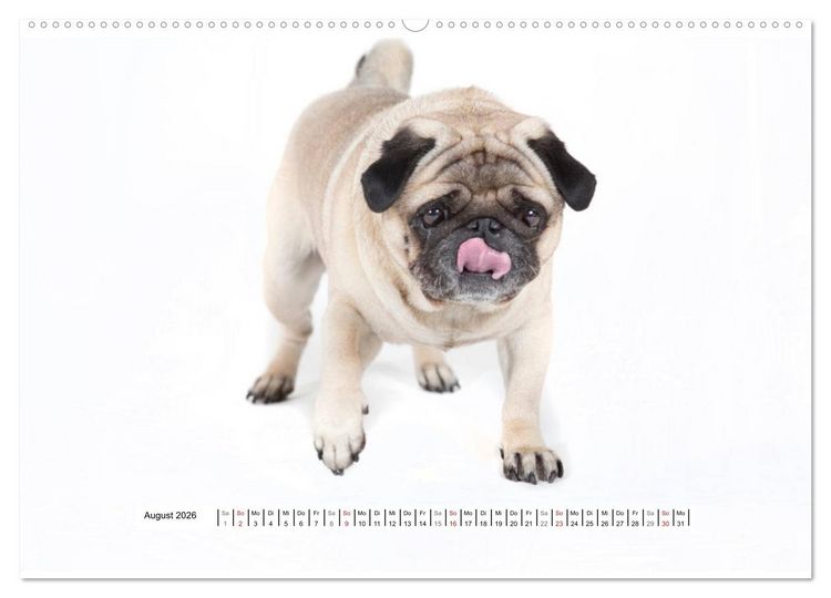 Produktbild: Mops - unwiderstehlich und charmant (hochwertiger Premium Wandkalender 2026 DIN A2 quer), Kunstdruck in Hochglanz
