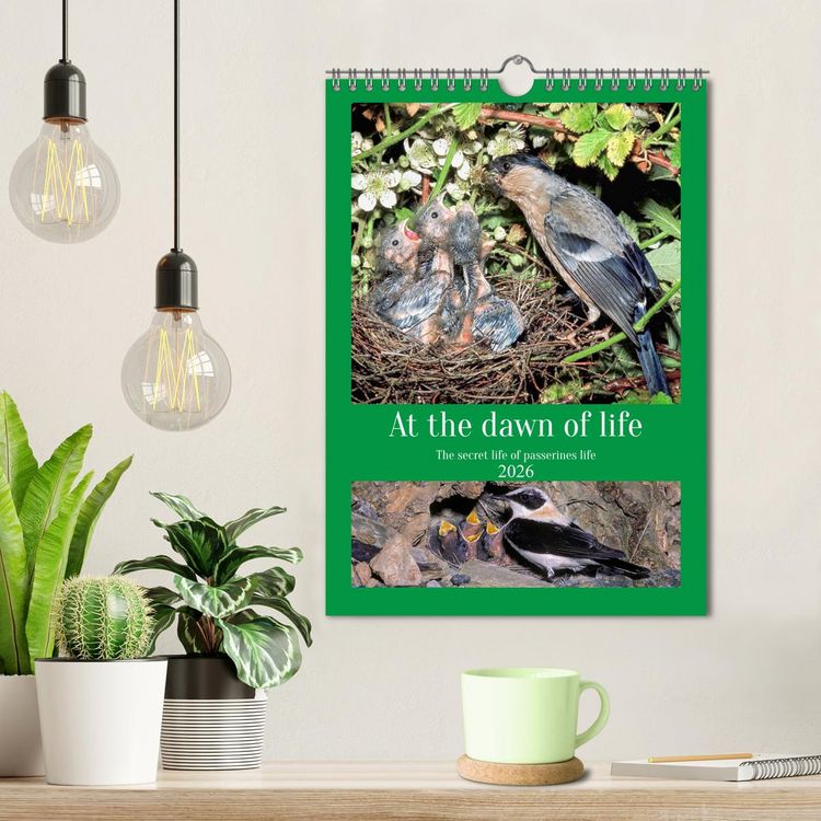 Produktbild: At the dawn of life the secret life of passerines (Wall Calendar 2026 DIN A4 portrait), CALVENDO 12 Month Wall Calendar