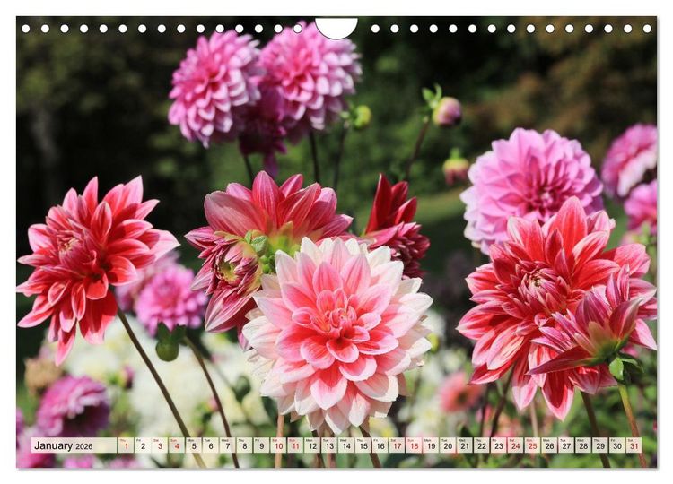 Produktbild: Fascinating Dahlias (Wall Calendar 2026 DIN A4 landscape), CALVENDO 12 Month Wall Calendar
