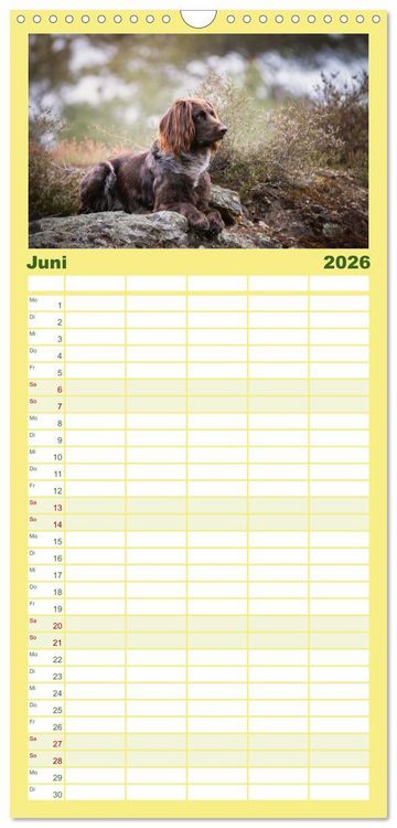Produktbild: Familienplaner 2026 - Passion Jagdhund - Deutsch Langhaar mit 5 Spalten (Wandkalender, 21 x 45 cm) CALVENDO