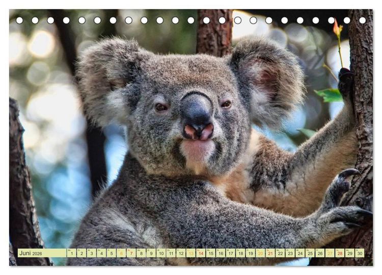Produktbild: Koala - kleiner Teddy (Tischkalender 2026 DIN A5 quer), CALVENDO Monatskalender
