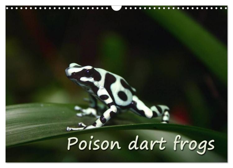 Produktbild: Poison dart frogs / UK-Version / Birthday Calendar (Wall Calendar 2026 DIN A3 landscape), CALVENDO 12 Month Wall Calendar