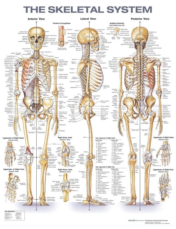Produktbild: The Skeletal System Anatomical Chart
