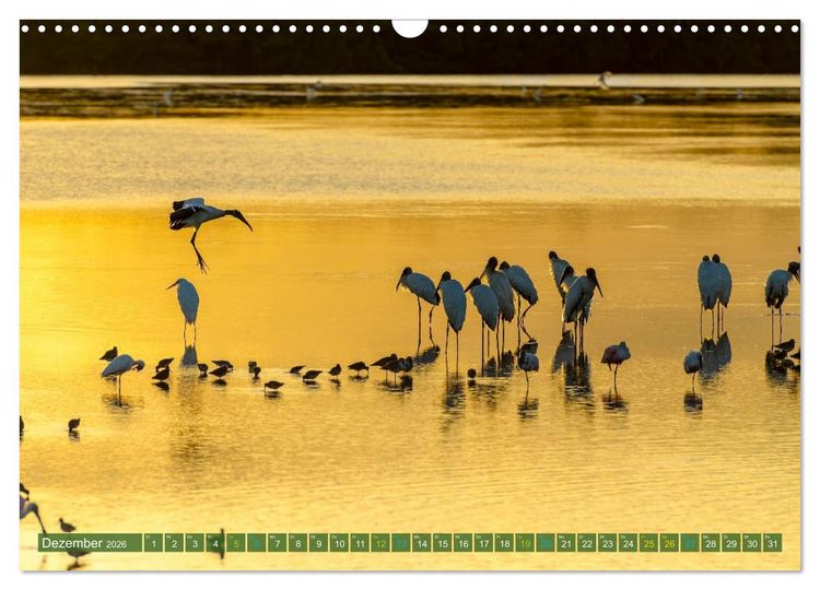 Produktbild: Waldstorch und Anhinga (Wandkalender 2026 DIN A3 quer), CALVENDO Monatskalender