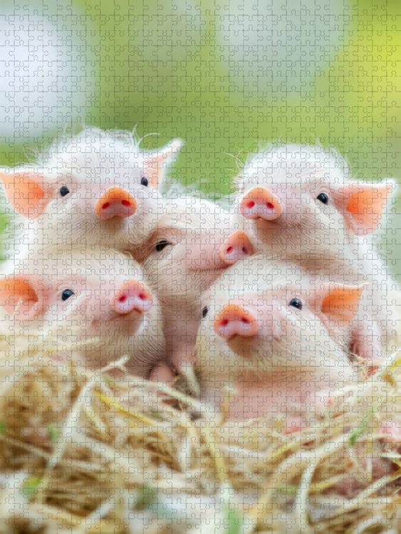 Produktbild: CALVENDO Puzzle Einfach s&uuml;&szlig; | 1000 Teile Lege-Gr&ouml;&szlig;e 64x48cm Foto-Puzzle f&uuml;r gl&uuml;ckliche Stunden