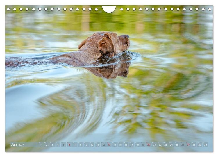 Produktbild: Labradore im Wasser (Wandkalender 2027 DIN A4 quer), CALVENDO Monatskalender