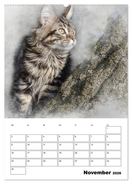 Produktbild: Maine Coon Katzen (Wandkalender 2026 DIN A2 hoch), CALVENDO Monatskalender