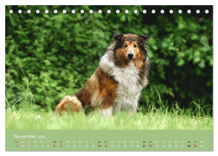 Produktbild: Collies - charmante Herzensbrecher (Tischkalender 2026 DIN A5 quer), CALVENDO Monatskalender