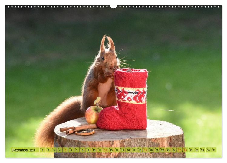 Produktbild: Eichh&ouml;rnchen-Spa&szlig; (hochwertiger Premium Wandkalender 2027 DIN A2 quer), Kunstdruck in Hochglanz