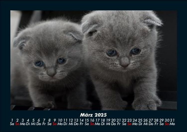 Produktbild: F&uuml;r Katzenfreunde 2025 Fotokalender DIN A5