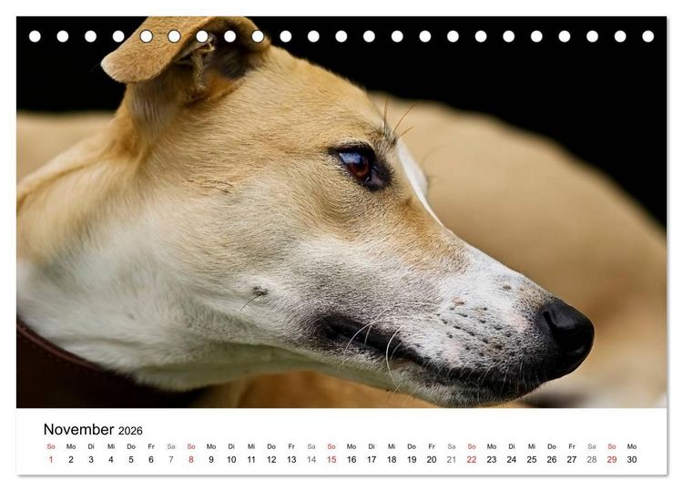 Produktbild: Mein Hundekalender 2026 (Tischkalender 2026 DIN A5 quer), CALVENDO Monatskalender