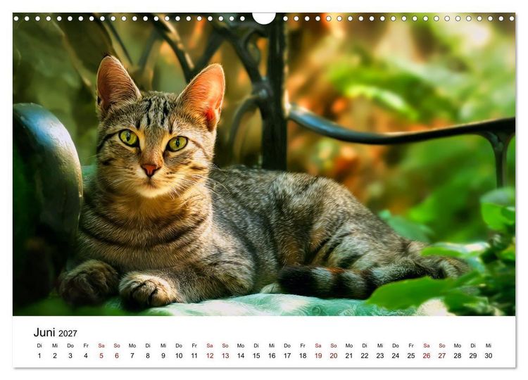 Produktbild: Schnurren & Streifen - Zw&ouml;lf Monate mit Tigerkatzen (Wandkalender 2027 DIN A3 quer), CALVENDO Monatskalender