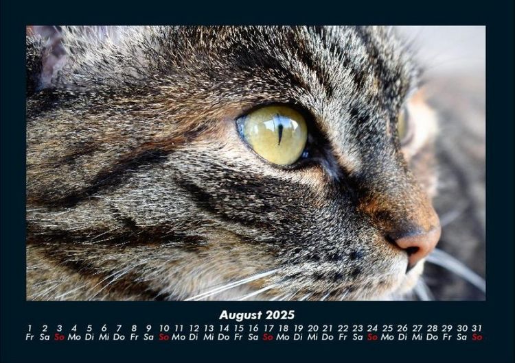 Produktbild: F&uuml;r Katzenfreunde 2025 Fotokalender DIN A4