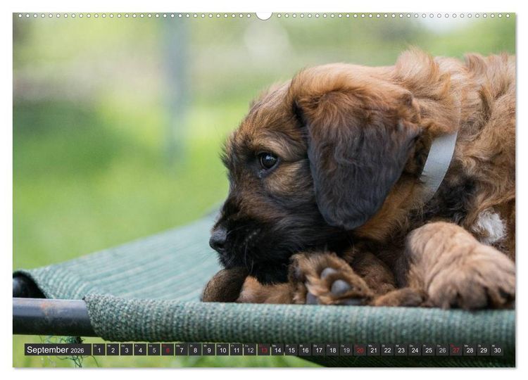 Produktbild: Briard-Welpen - Knuddelb&auml;ren zum Verlieben (Wandkalender 2026 DIN A2 quer), CALVENDO Monatskalender