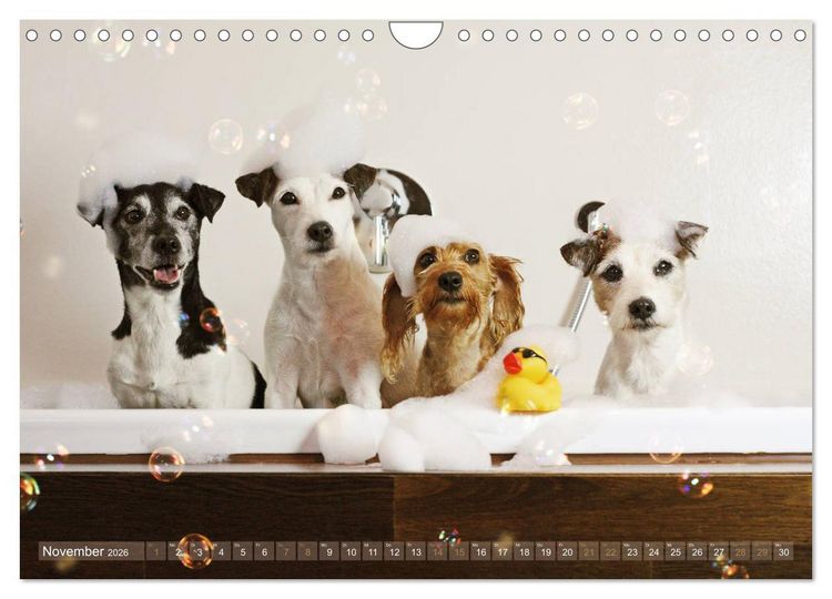 Produktbild: Die Parson-Russell-Terrier ...mit neuen Abenteuern aus der Hundeknipserei (Wandkalender 2026 DIN A4 quer), CALVENDO Monatskalender