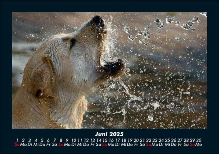 Produktbild: Der Hundekalender 2025 Fotokalender DIN A5